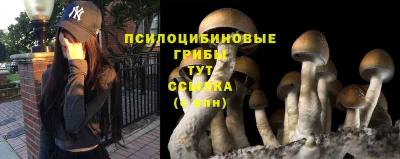 Галлюциногенные грибы MAGIC MUSHROOMS  Элиста 